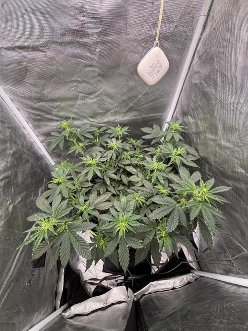 Gorilla Cookies Auto 40L grow. Week 5