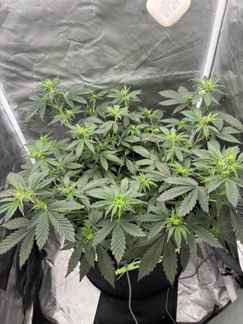Gorilla Cookies Auto 40L grow. Week 6 - Day1