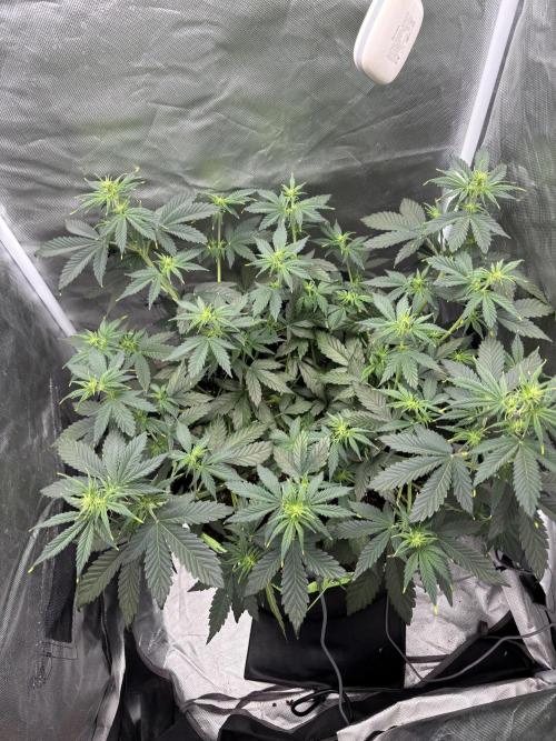 Gorilla Cookies Auto 40L grow. Week 6 - Day 2