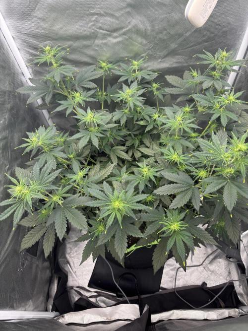 Gorilla Cookies Auto 40L grow. Week 6 - Day 3