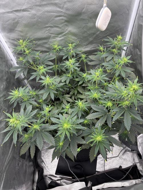 Gorilla Cookies Auto 40L grow. Week 6 - Day 4