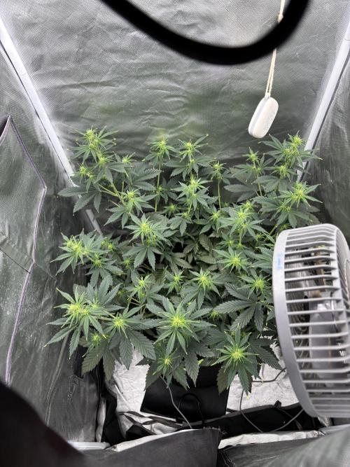 Gorilla Cookies Auto 40L grow. Week 6 - Day 5