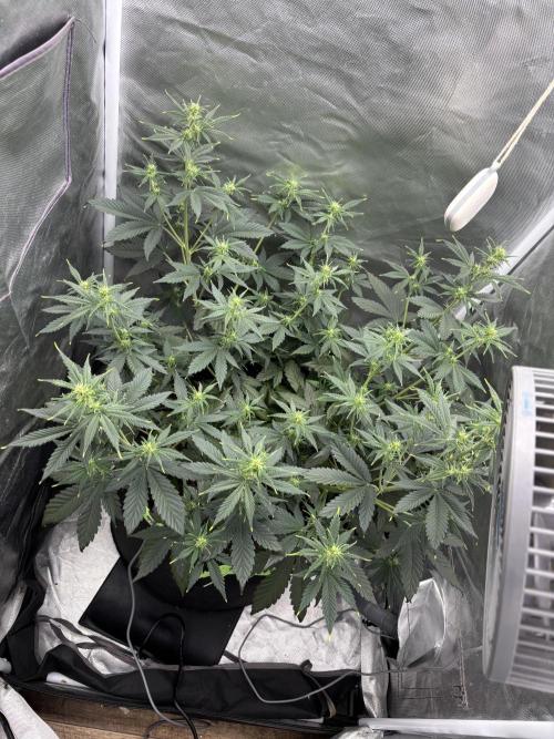 Gorilla Cookies Auto 40L grow. Week 6 - Day 6