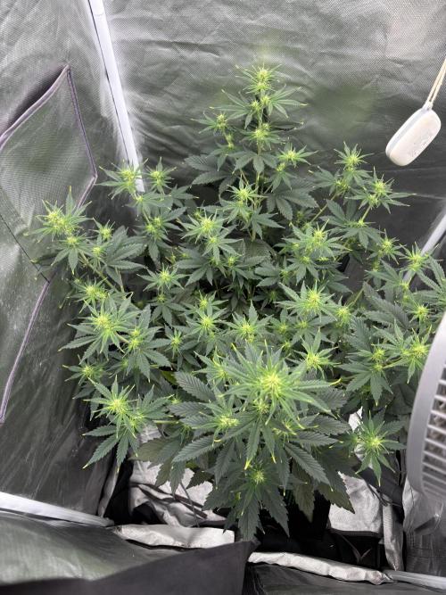 Gorilla Cookies Auto 40L grow. Week 6 - Day 7
