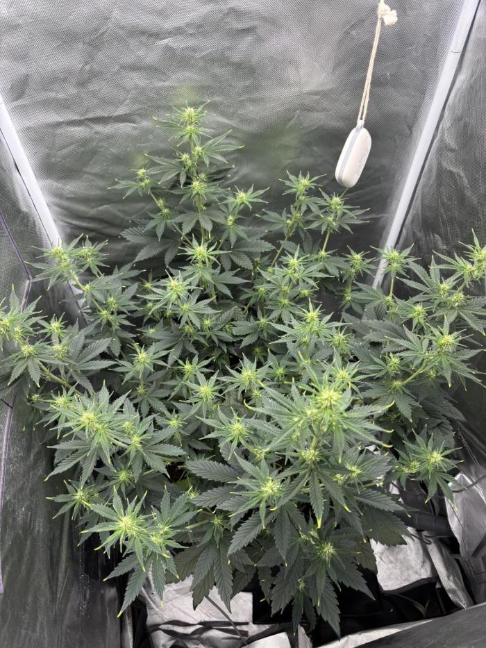 Gorilla Cookies Auto 40L grow. Week 7