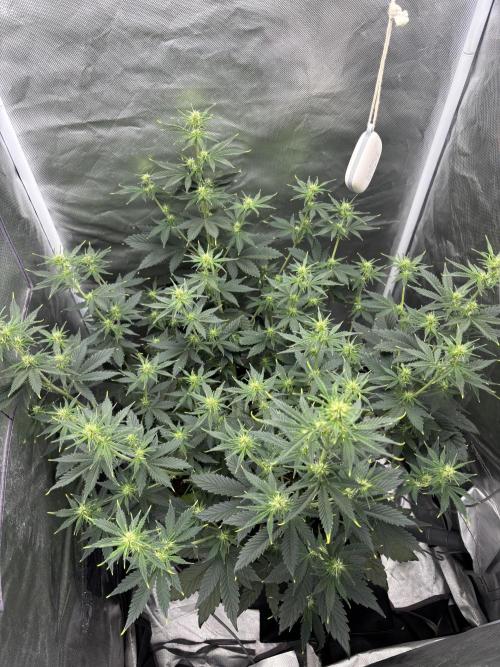 Gorilla Cookies Auto 40L grow. Week 7