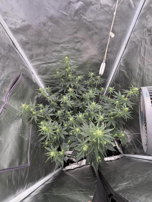 Gorilla Cookies Auto 40L grow. Week 7