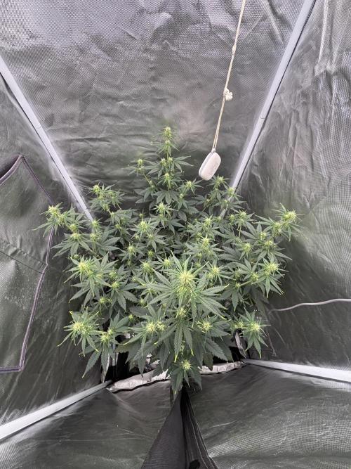 Gorilla Cookies Auto 40L grow. Week 7