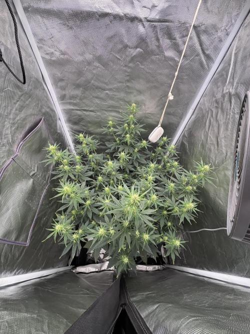 Gorilla Cookies Auto 40L grow. Week 7