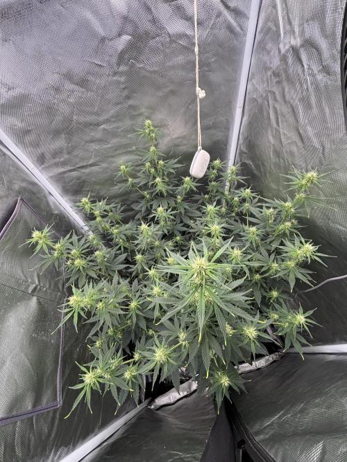 Gorilla Cookies Auto 40L grow. Week 7