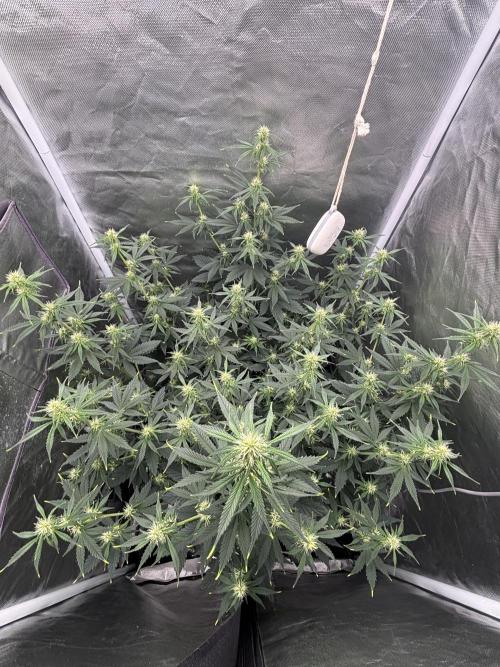 Gorilla Cookies Auto 40L grow. Week 7