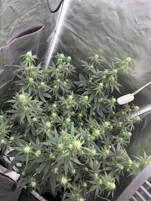 Gorilla Cookies Auto 40L grow. Week 7