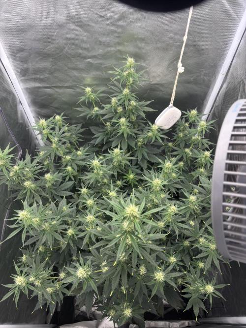 Gorilla Cookies Auto 40L grow. Week 8