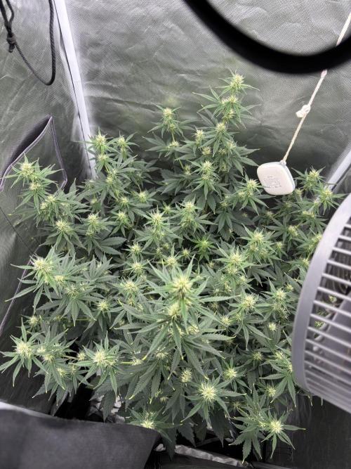 Gorilla Cookies Auto 40L grow. Week 8