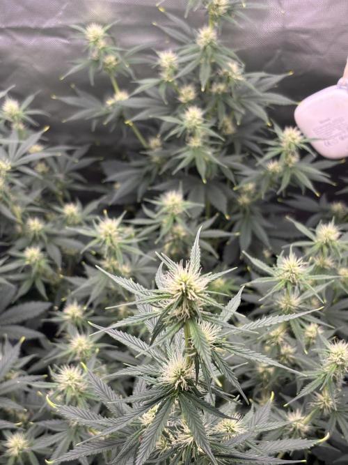 Gorilla Cookies Auto 40L grow. Week 8