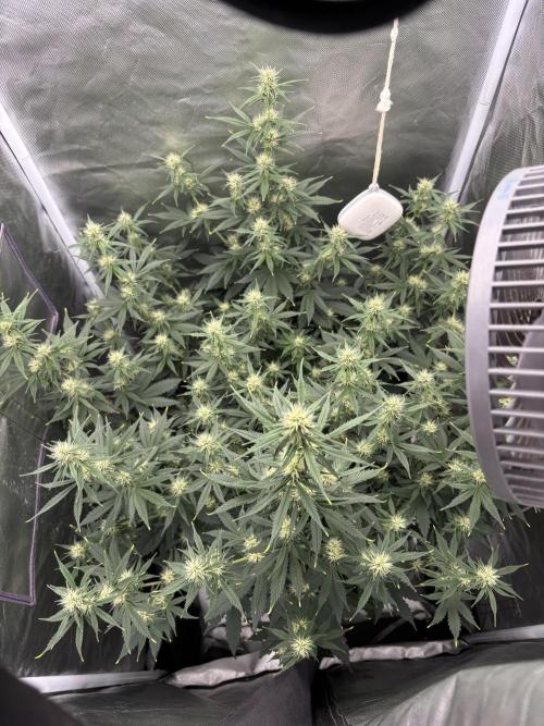 Gorilla Cookies Auto 40L grow. Week 8