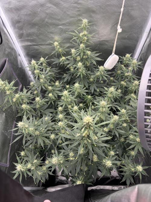 Gorilla Cookies Auto 40L grow. Week 8