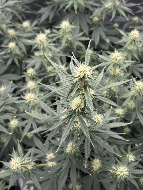 Gorilla Cookies Auto 40L grow. Week 8