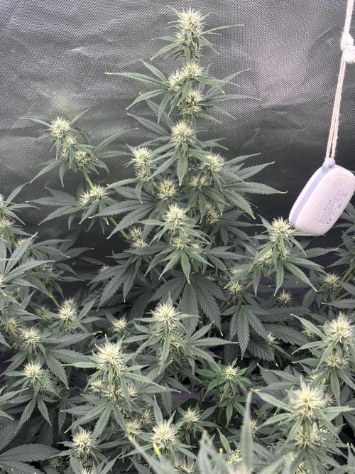 Gorilla Cookies Auto 40L grow. Week 8