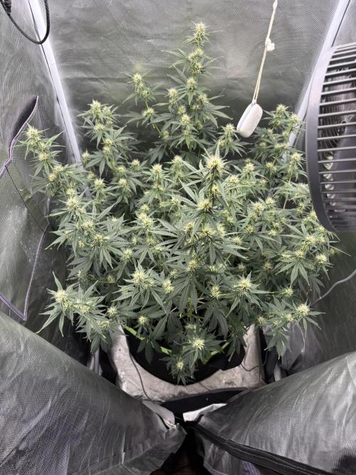 Gorilla Cookies Auto 40L grow. Week 8