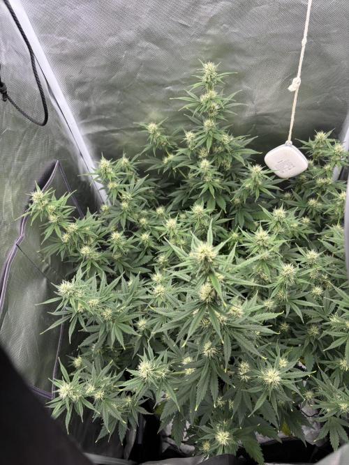 Gorilla Cookies Auto 40L grow. Week 8