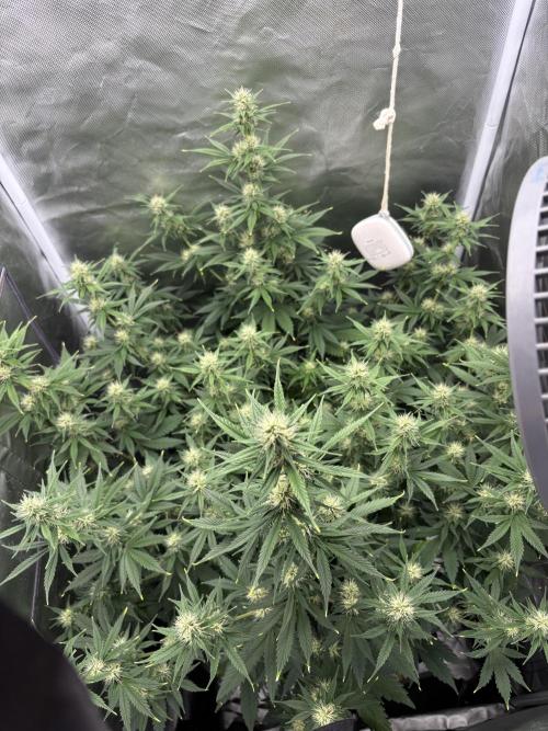 Gorilla Cookies Auto 40L grow. Week 9