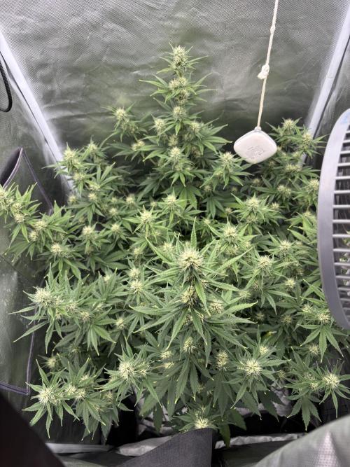 Gorilla Cookies Auto 40L grow. Week 9