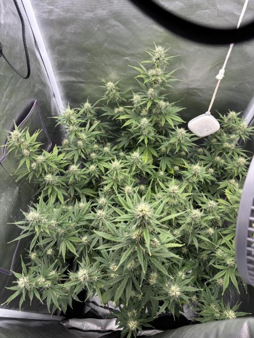Gorilla Cookies Auto 40L grow. Week 9