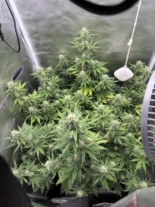 Gorilla Cookies Auto 40L grow. Week 9