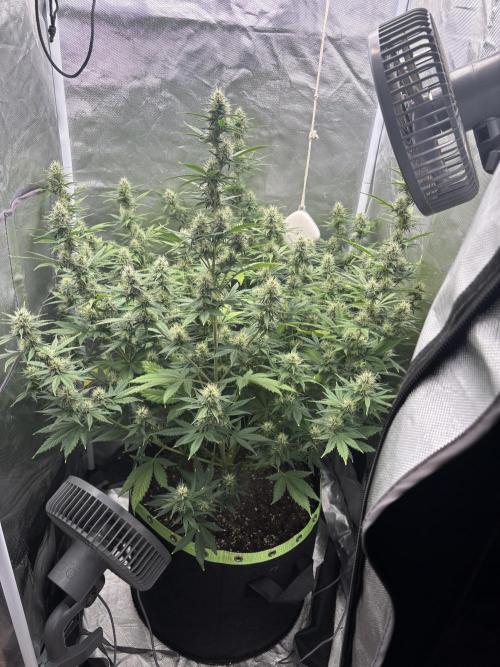 Gorilla Cookies Auto 40L grow. Week 10