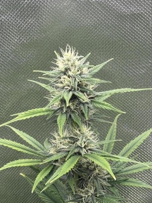 Gorilla Cookies Auto 40L grow. Week 10