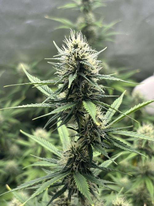 Gorilla Cookies Auto 40L grow. Week 10