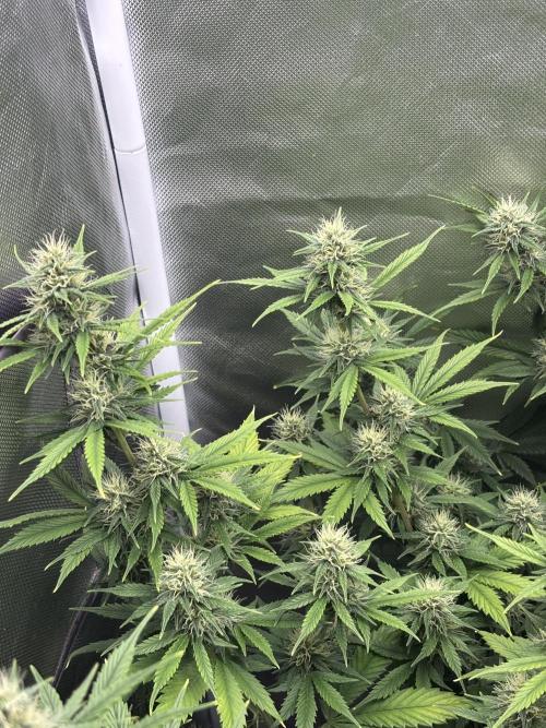Gorilla Cookies Auto 40L grow. Week 10