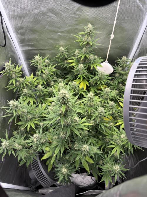 Gorilla Cookies Auto 40L grow. Week 10 - Day 2