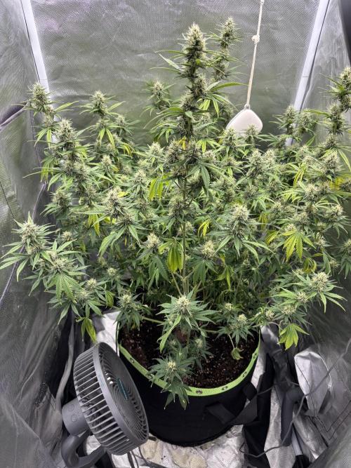Gorilla Cookies Auto 40L grow. Week 10 - Day3
She hanging a little since it’s hot in here . Hope for weather change 