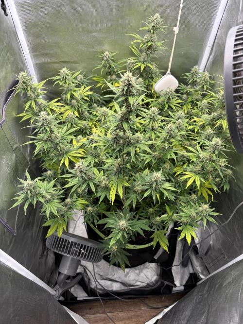 Gorilla Cookies Auto 40L grow. Week 10 - Same day few hours later . Opened the tent and it worked wonders 
