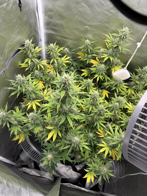 Gorilla Cookies Auto 40L grow. Week 10