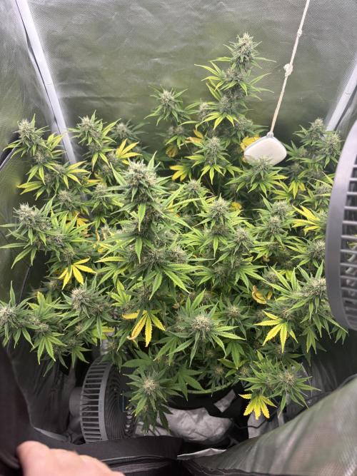 Gorilla Cookies Auto 40L grow. Week 10