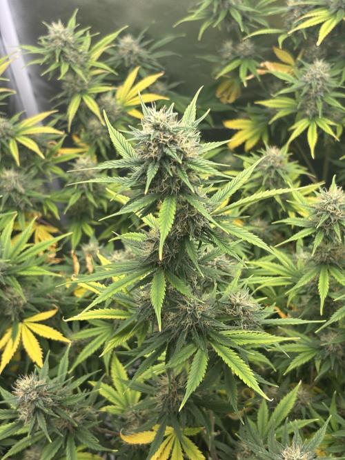 Gorilla Cookies Auto 40L grow. Week 10