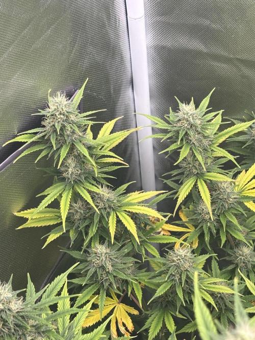 Gorilla Cookies Auto 40L grow. Week 10