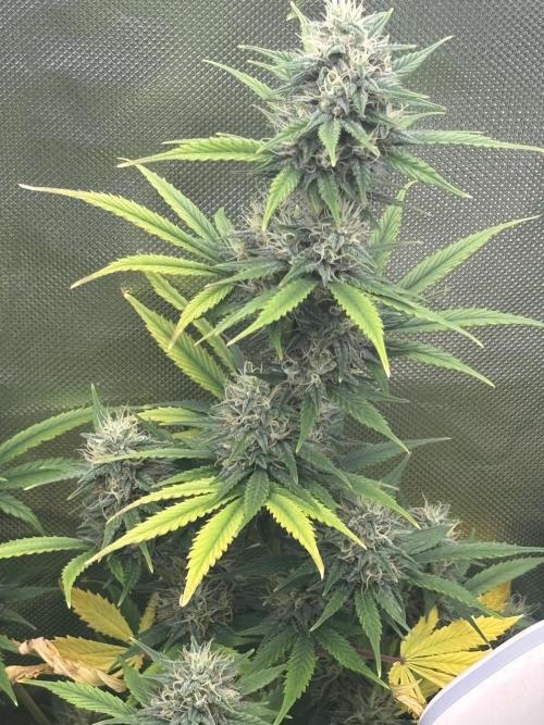 Gorilla Cookies Auto 40L grow. Week 10