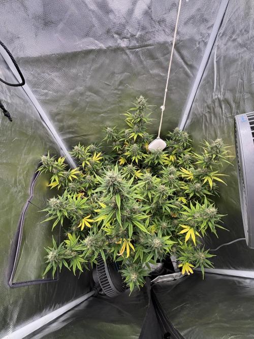Gorilla Cookies Auto 40L grow. Week 11