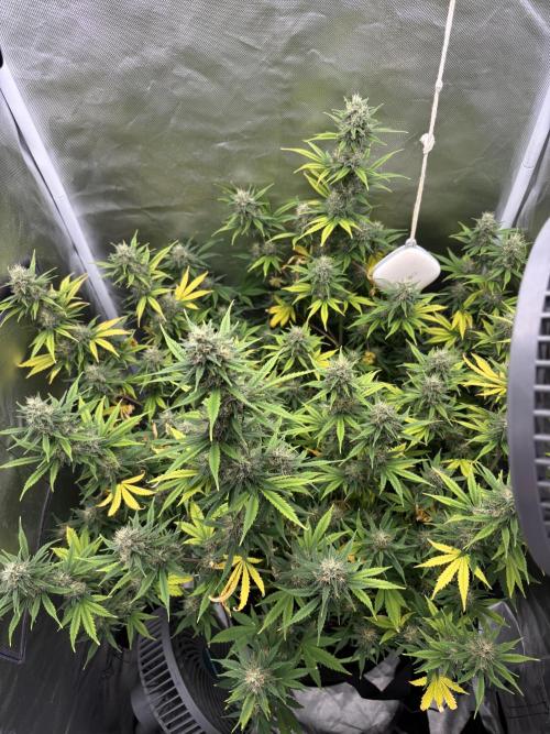 Gorilla Cookies Auto. Week 11