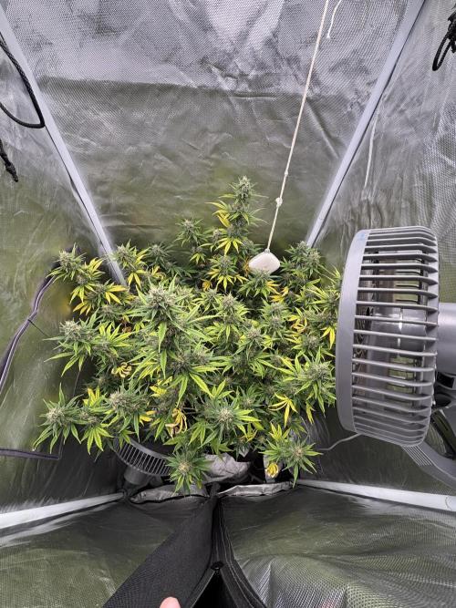 Gorilla Cookies Auto 40L grow. Week 11