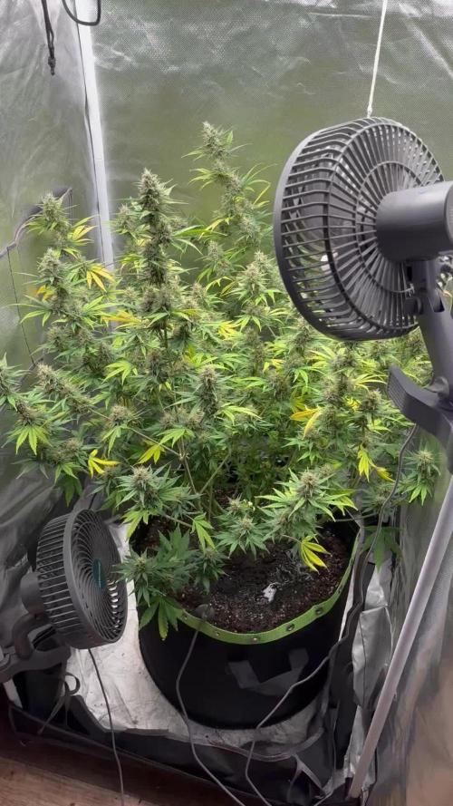 Gorilla Cookies Auto 40L grow
