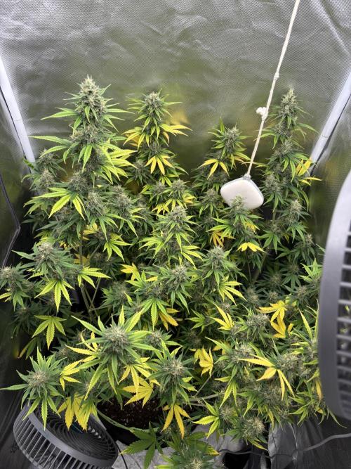 Gorilla Cookies Auto 40L grow. Week 11