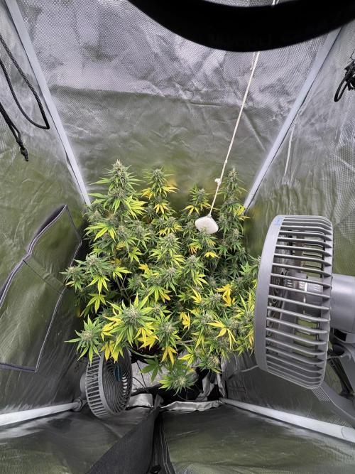 Gorilla Cookies Auto. Week 11