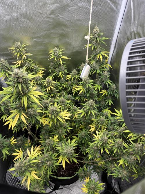 Gorilla Cookies Auto 40L grow. Week 12