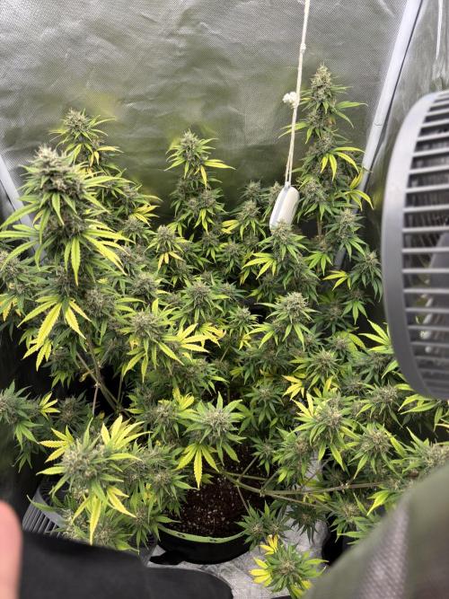 Gorilla Cookies Auto 40L grow. Week 12