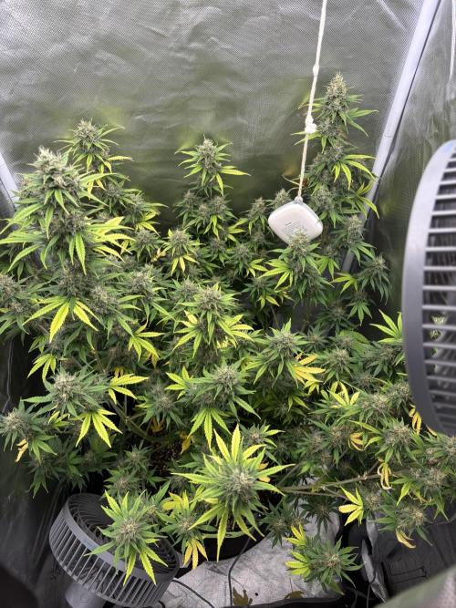 Gorilla Cookies Auto 40L grow. Week 12